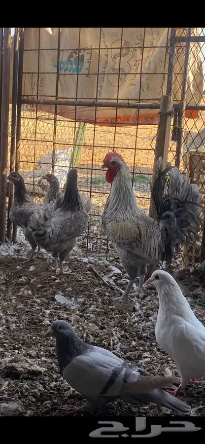 ثلاث اطقم كلهم بياض الوان مميزة وشرط الصحه 8