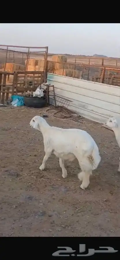 خرفان للبيع 6