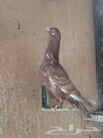 عشر مخاليف 7