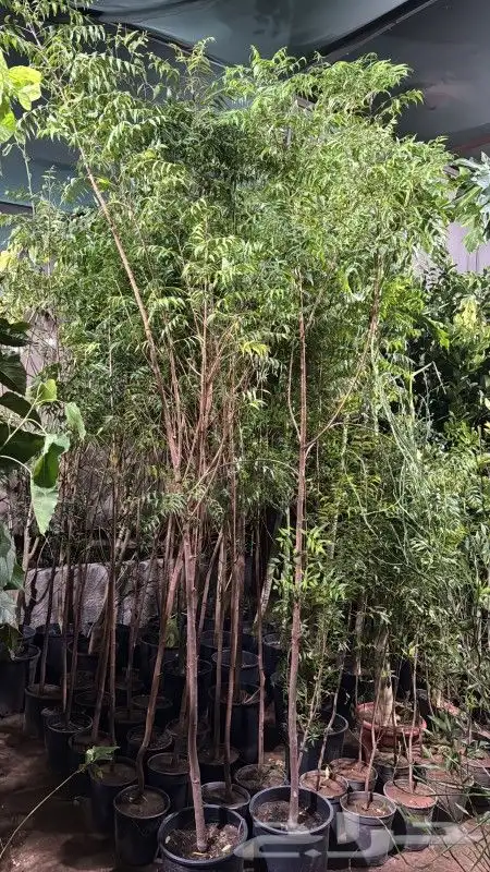 يوجد لديناء شجر الترمناليا وأشجار الزيتون وشجر الظل والأشجار 16