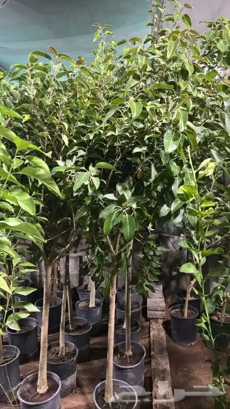 يوجد لديناء شجر الترمناليا وأشجار الزيتون وشجر الظل والأشجار 6