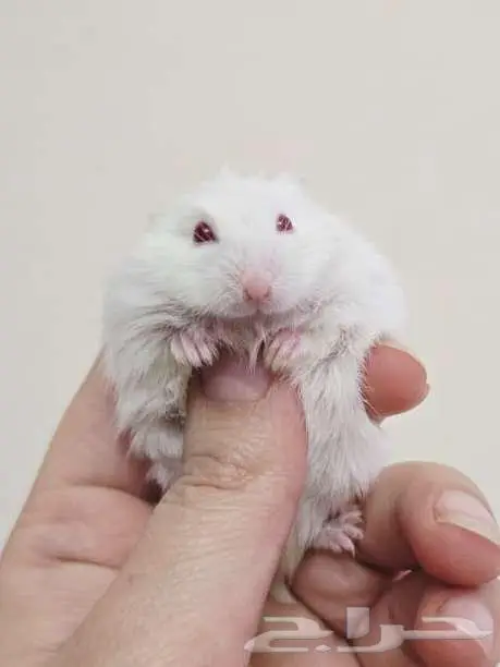 مجموعه هامسترز روس تبني 2