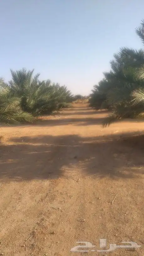 يوجد لديناء شجر الترمناليا وأشجار الزيتون وشجر الظل والأشجار 12