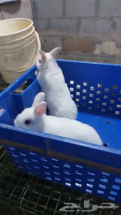 متوفر أرانب هولندي قزم دم صافي 2