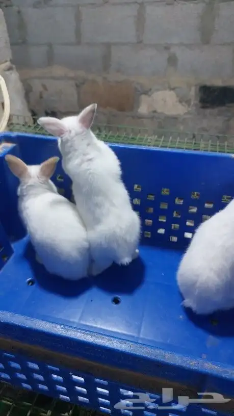 متوفر أرانب هولندي قزم دم صافي 3