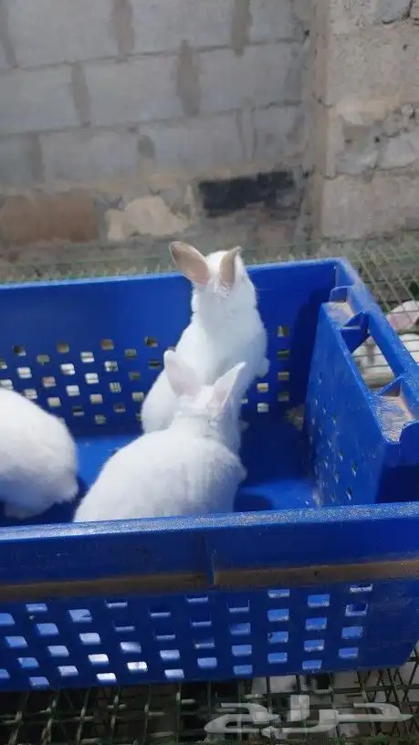 متوفر أرانب هولندي قزم دم صافي 1