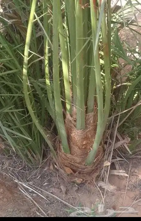 نخل للبيع 4