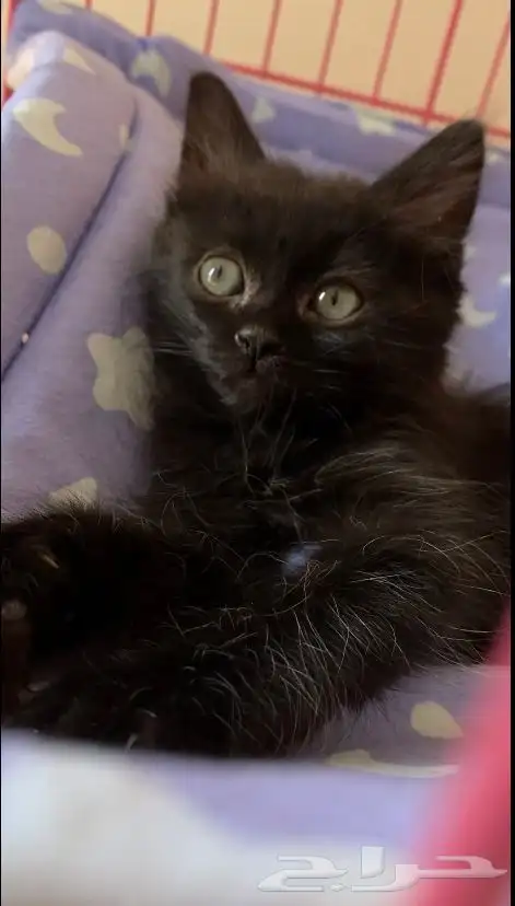 تبني قط شيرازي 0