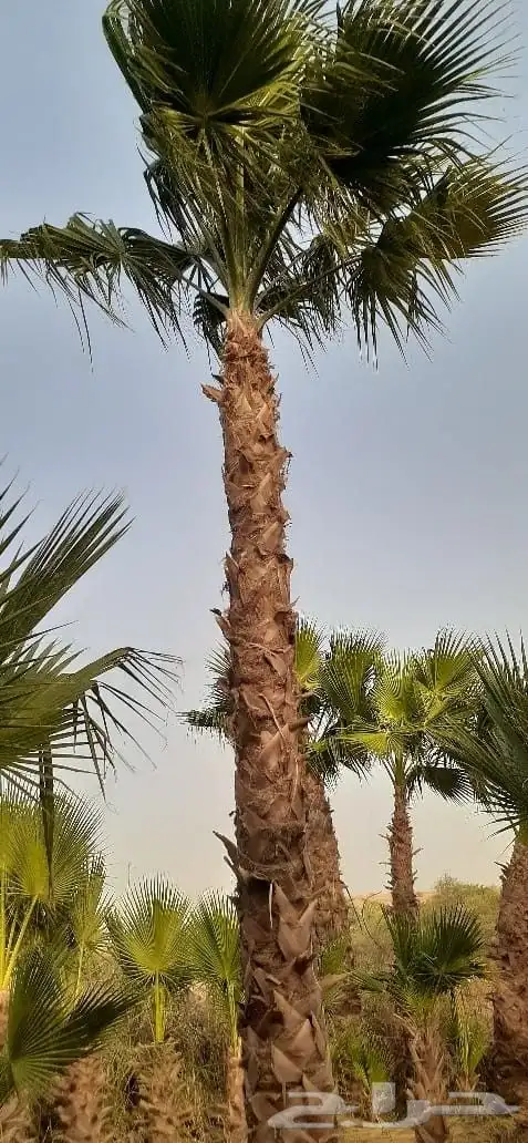توريد وزراعة النخل الواشنطونيا ونخل العربي فسايل وتركيب شبوك 3