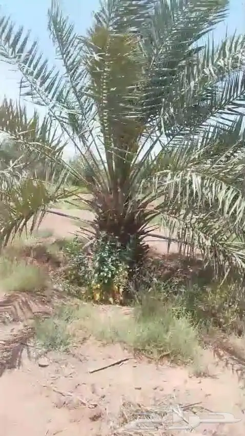 فسايل نخيل جثايث نقايل 6