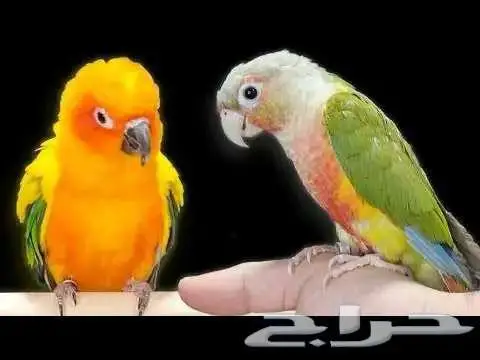 فندق طيور وترويض بغبغاء 1