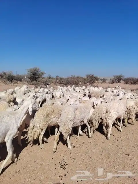 غنم حري حرش مراح وحد قطعه وحده الغنم طيبه ودفيع 3