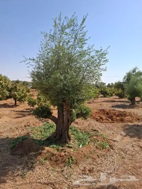 يوجد لدينا زيتون معمر للبيع 1