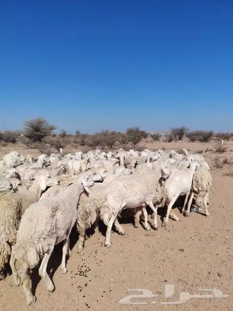 غنم حري حرش مراح وحد قطعه وحده الغنم طيبه ودفيع 0