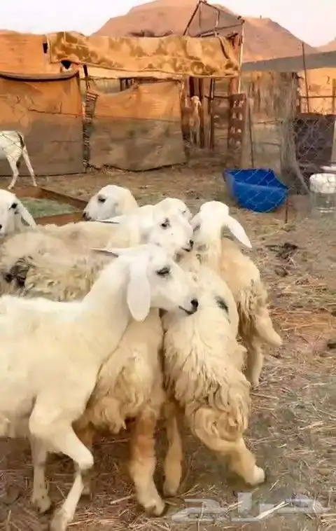 رخال مراح واحد حرش العدد 6 الي بيقني لاتفوته 3