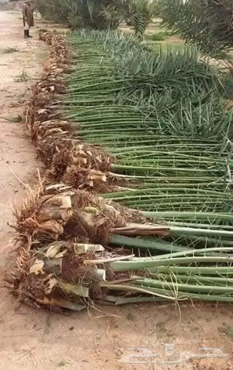 يوجد لدينا جميع انواع النخيل الى جميع أنحاء المملكة 3