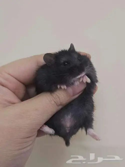 مجموعه هامسترز روس تبني 0