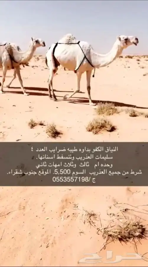 نياق كفوا للبيع 0