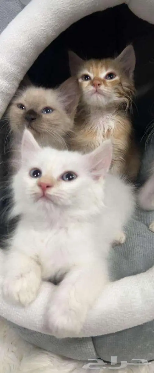 للبدل بزوج بدره او كناري مع قفص 0