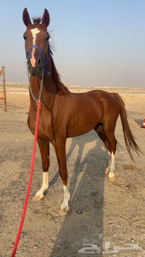 حصان شعبي محجل اربع 3