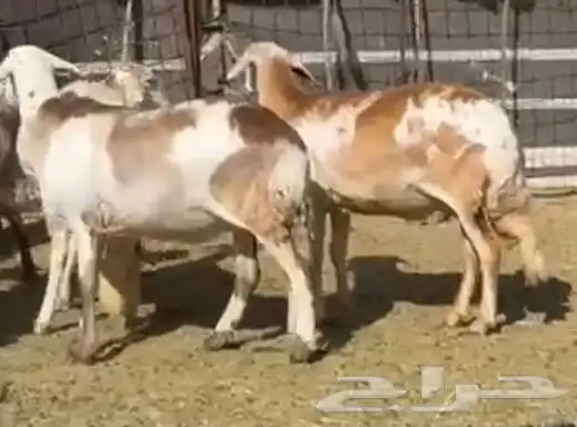 السواكن المراح الفاخر 3