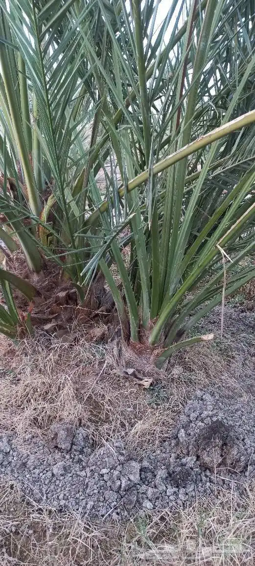 فسائل نخل للبيع عجوة صفاوي صقعي برني العيص مجدول 9