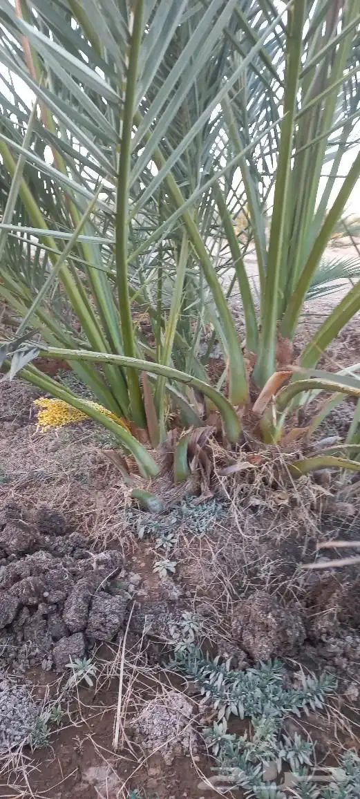 فسائل نخل للبيع عجوة صفاوي صقعي برني العيص مجدول 0
