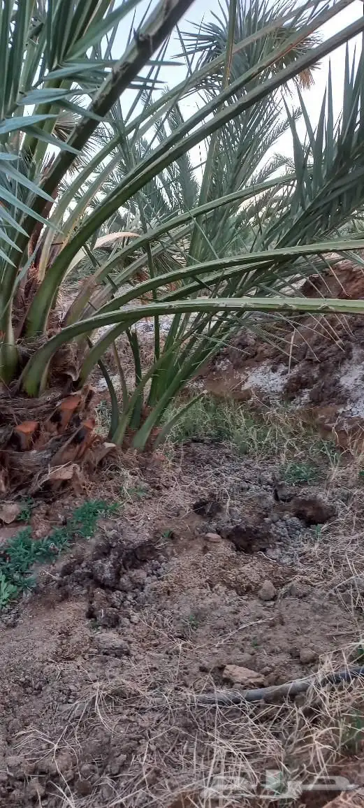 فسائل نخل للبيع عجوة صفاوي صقعي برني العيص مجدول 5