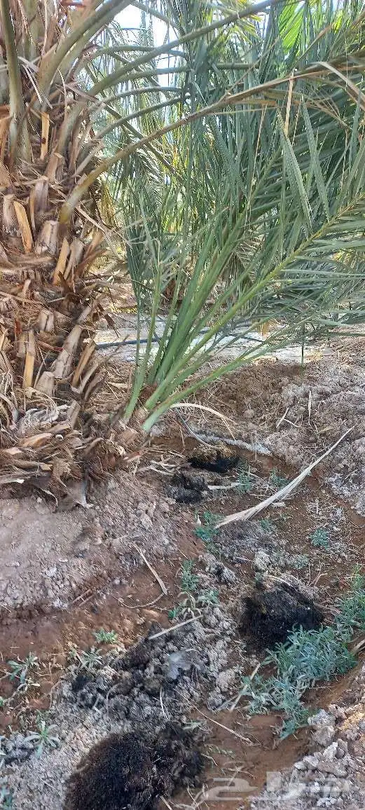 فسائل نخل للبيع عجوة صفاوي صقعي برني العيص مجدول 7