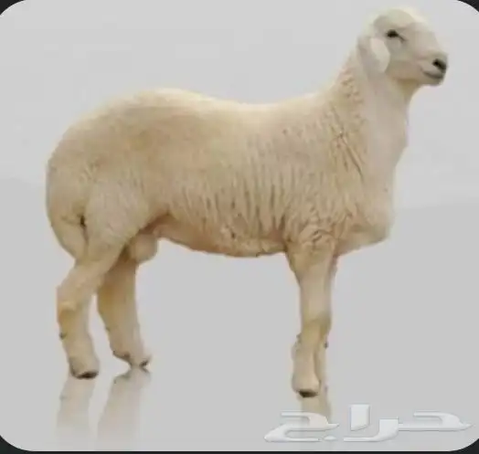 ذبائح حري   نعيم   نجدي 1