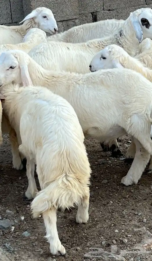 خرفان جذعان 11