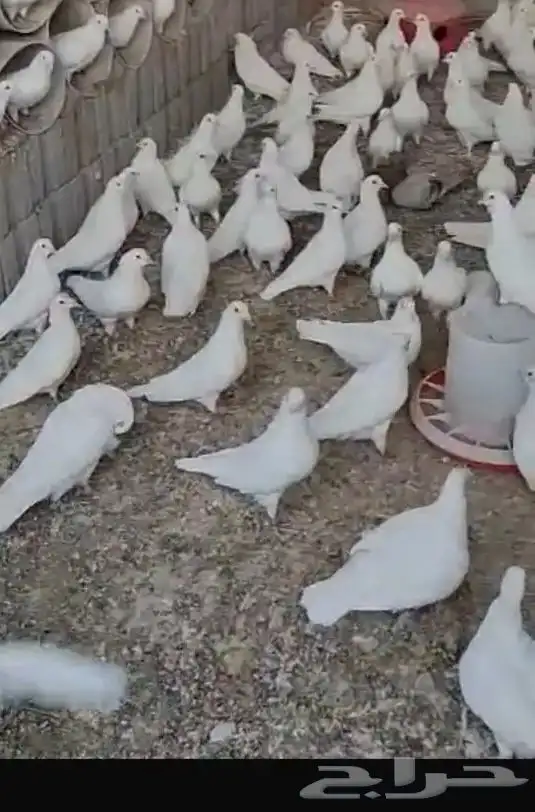 للبيع حمام فرنسي 1
