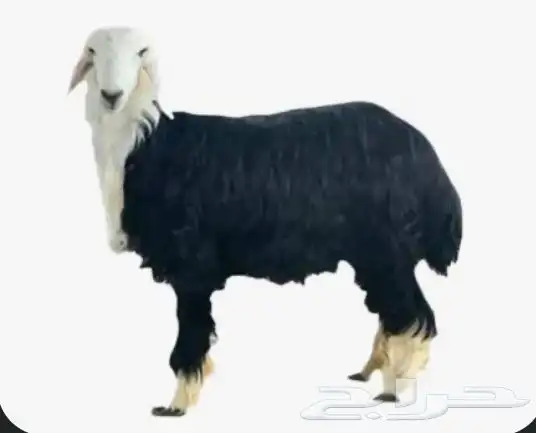 ذبائح حري   نعيم   نجدي 0