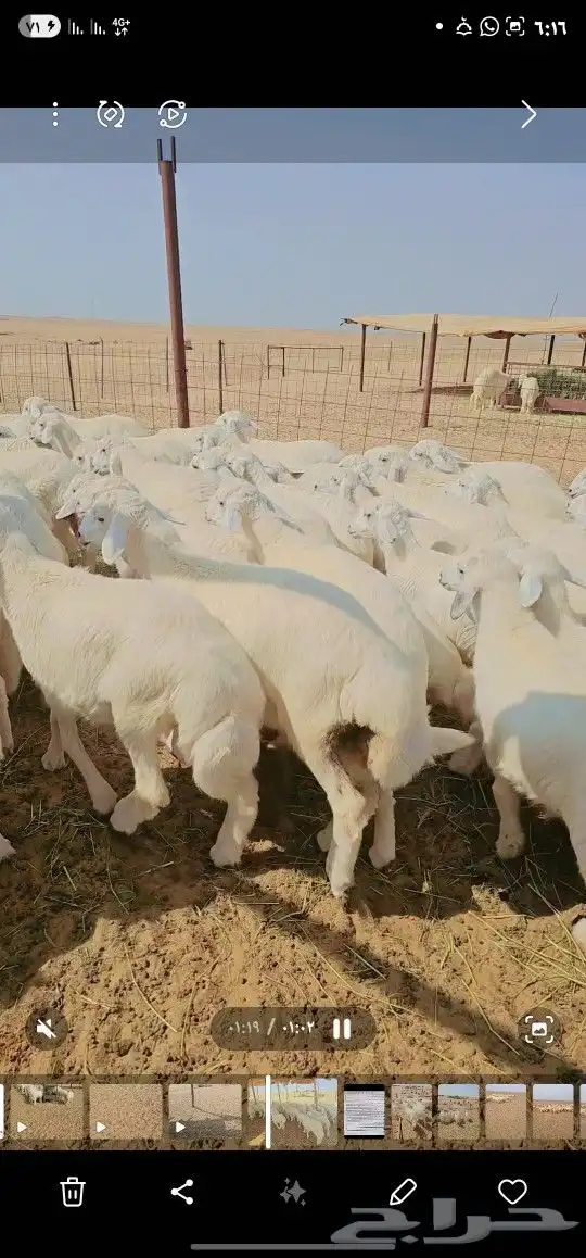 بهم تربيه عدد 107 بهم سمان ماخذ كل التحصينات 3