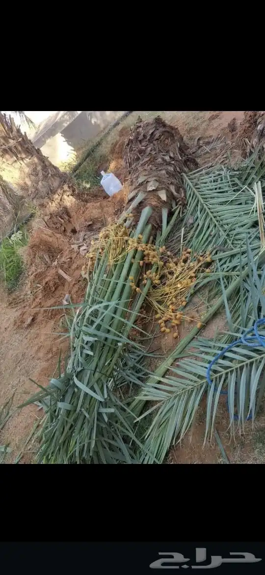 توريد جميع انواع النخيل 8