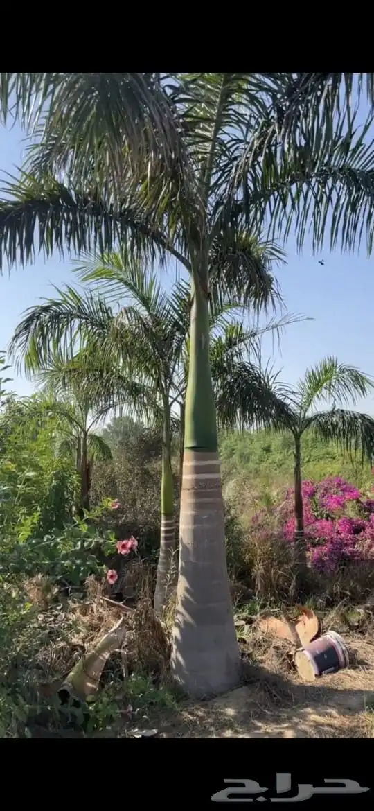 لتوريج جميع انواع انخل 5