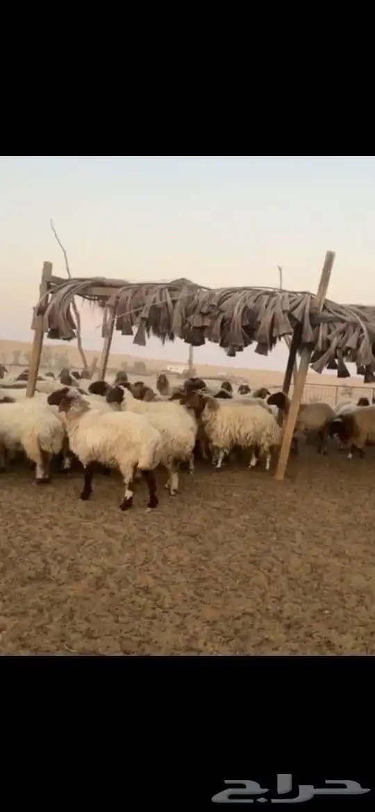 للبيع غنم نعيمي عددها 100راس ومعزا وغنم رفيد وتيوس 3