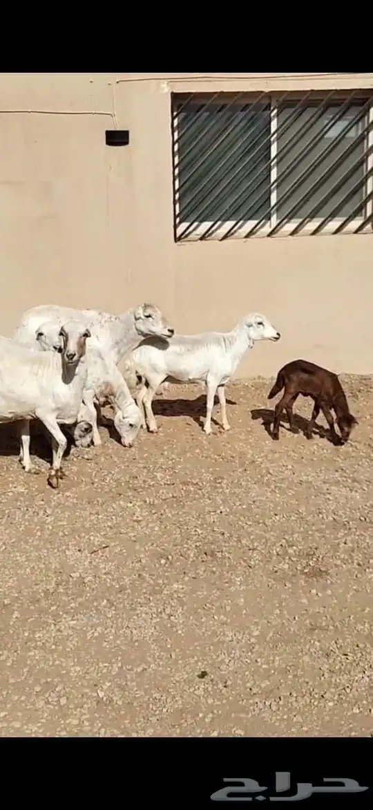 للبيع غنم نعيمي عددها 100راس ومعزا وغنم رفيد وتيوس 2