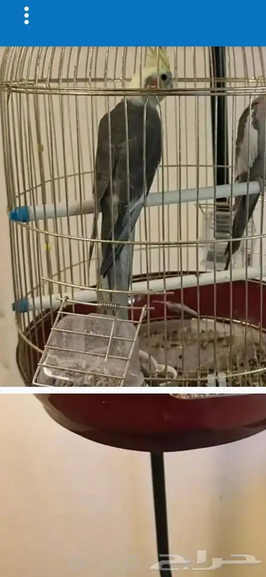قفص طيور 0