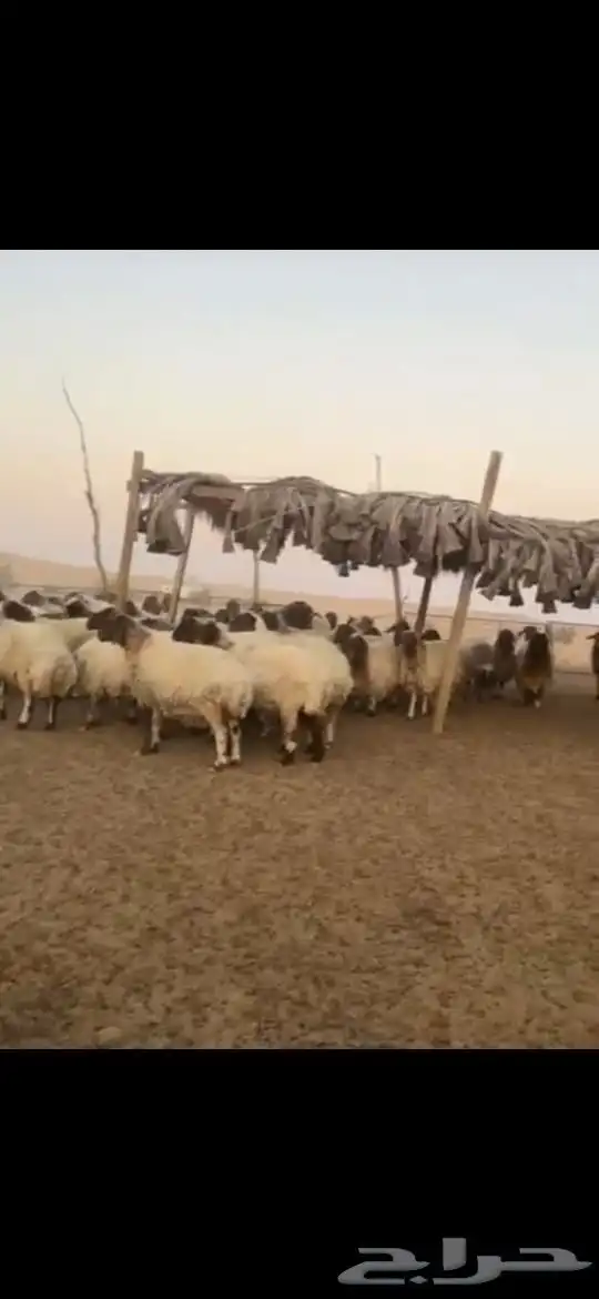 للبيع غنم نعيمي عددها 100راس ومعزا وغنم رفيد وتيوس 5
