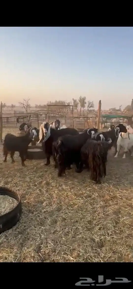 للبيع غنم نعيمي عددها 100راس ومعزا وغنم رفيد وتيوس 6
