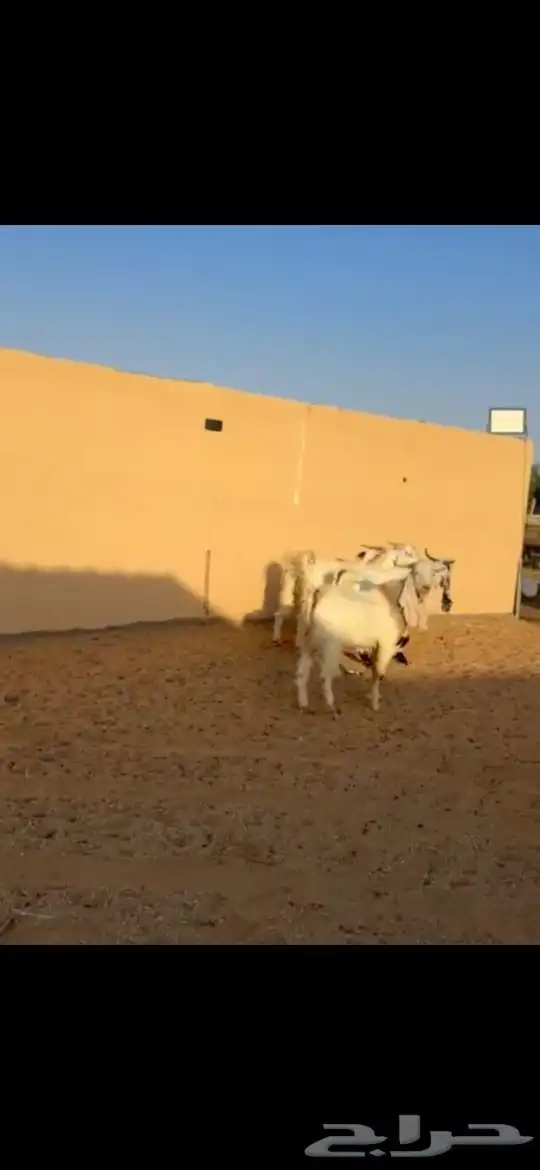 للبيع غنم نعيمي عددها 100راس ومعزا وغنم رفيد وتيوس 8