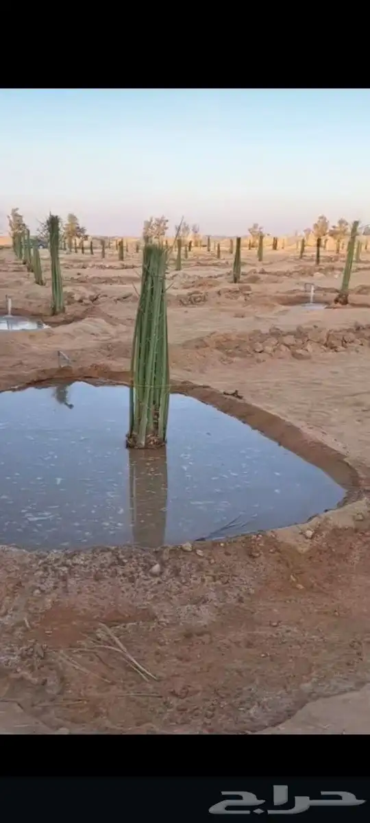 يوجد لدينا عمال تكريب وقلع فروخ وتحيض 0