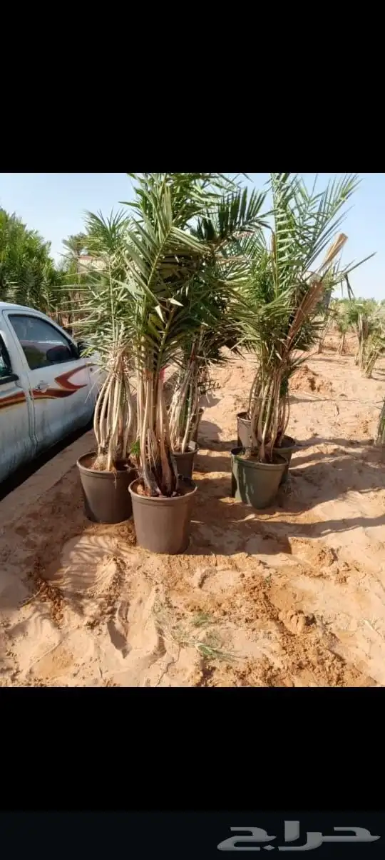 لتوريج جميع انواع انخل 4