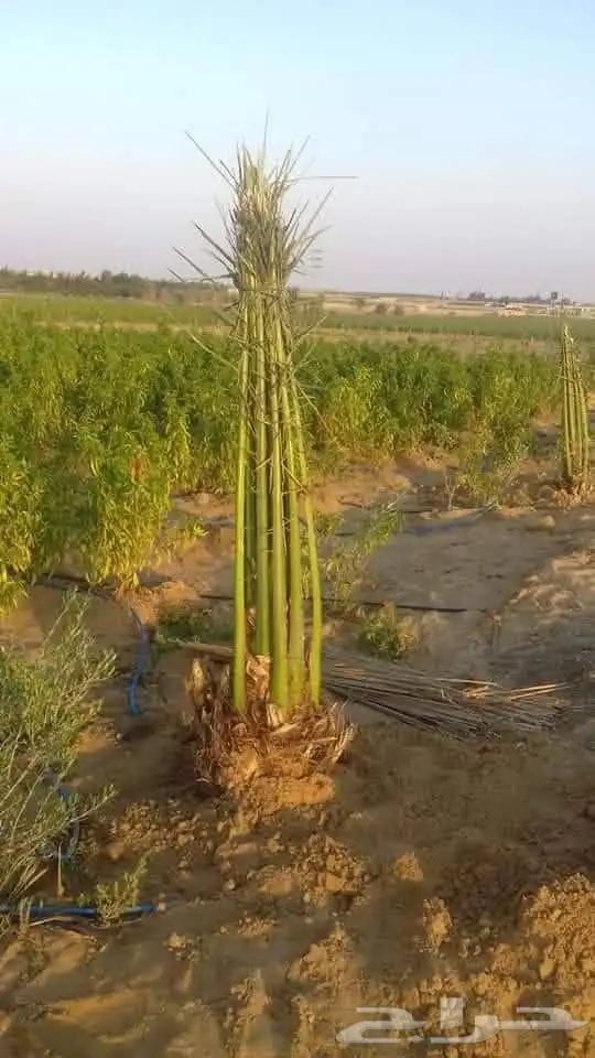 يوجد لدينا جميع انواع النخيل الى جميع أنحاء المملكة 9