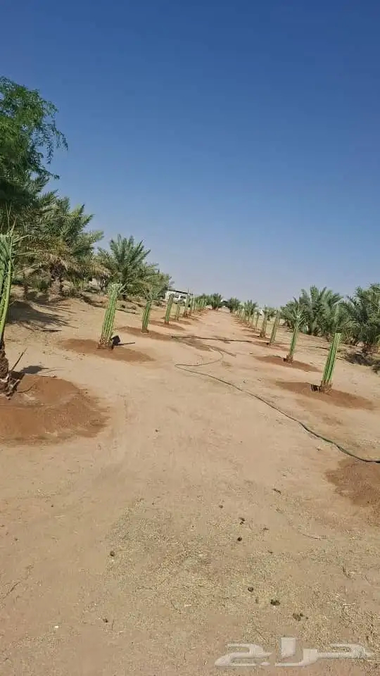 نخل القصيم نخلوطيب ومثمر على 3