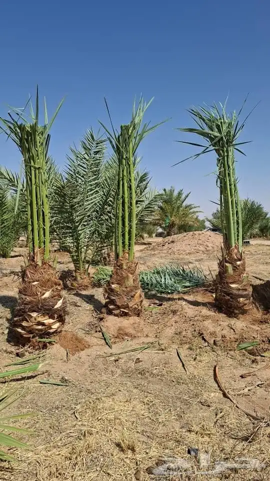 نخل القصيم نخلوطيب ومثمر على 5