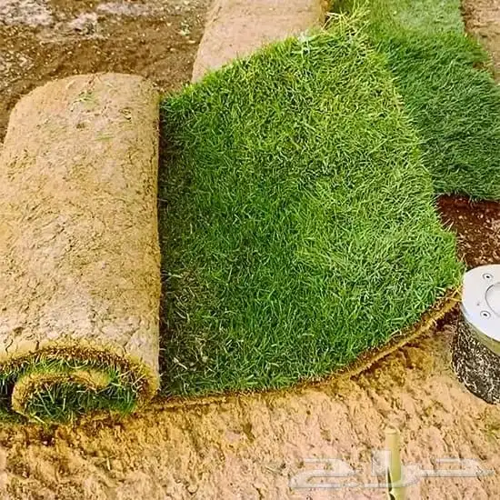 ثيل جميع النواع الثيل وحميع النواع الاشجار 0