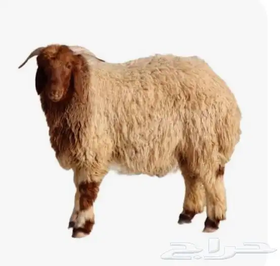 ذبائح حري   نعيم   نجدي 2