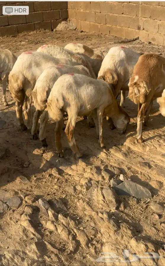 خرفان ورخيل البيع 1